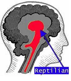 cerebro-reptiliano.jpg?w=227&h=260
